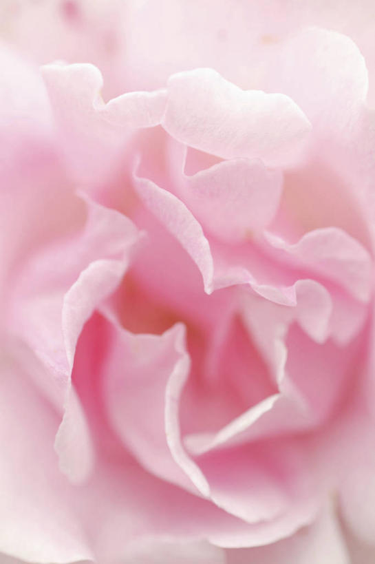 无人,竖图,室内,特写,白天,正面,爱情,幸福,纯洁,热情,玫瑰,阴影,朦胧,模糊,盛开,反射,影子,玫瑰花,浪漫,花蕾,花,花瓣,花朵,鲜花,一朵,粉色,花苞,花蕊,温暖,温馨,恩爱,和睦,感动,粉玫瑰,尊敬,天真,刺玫花,徘徊花,彩图,融洽