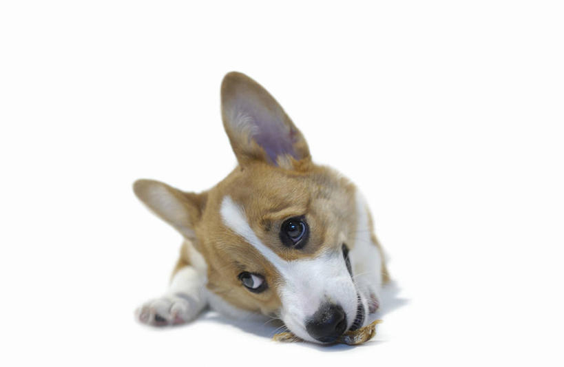 点心,无人,吃,横图,室内,白天,白色背景,正面,宠物,狗,阴影,反射,影子,食品,营养,柯基犬,威尔士柯基犬,注视,食物,一个,一只,动物,饼干,零食,观察,看,趴着,可爱,摄影,影棚,牧羊犬,单个,观看,察看,狗粮,关注,饲料,忠诚,犬,嚼,趴,食,彩图,全身,影棚拍摄,拍摄,狗饼干,犬粮