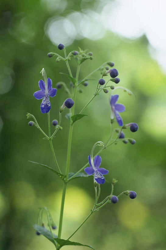 无人,竖图,室外,特写,白天,正面,美景,树林,植物,阴影,朦胧,模糊,盛开,光线,影子,景观,花蕾,花,花瓣,花朵,鲜花,树,树木,绿色,阳光,自然,花苞,花蕊,景色,生长,成长,自然风光,灯笼花,吊钟花,倒挂金钟,吊钟海棠,彩图