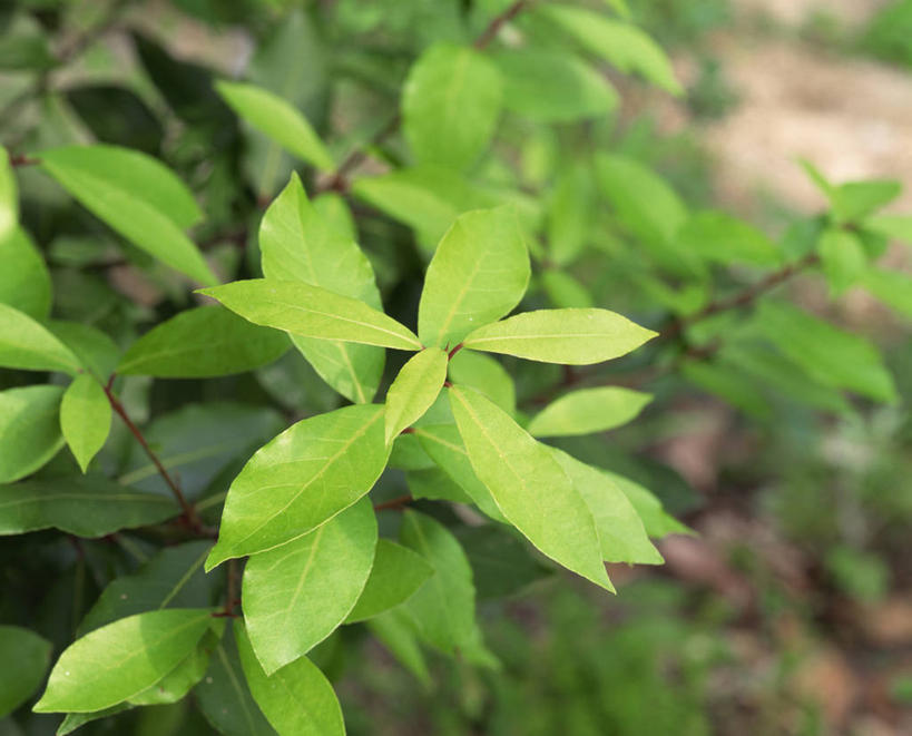 无人,横图,室外,特写,白天,正面,美景,阴影,朦胧,模糊,光线,影子,景观,阳光,自然,景色,草本,自然风光,月桂叶,香叶,天竺桂,香桂叶,桂叶,月桂,彩图