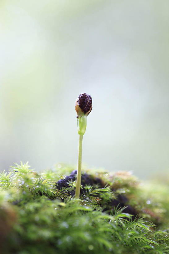 无人,竖图,室外,特写,白天,正面,美景,阴影,朦胧,模糊,光线,影子,景观,青苔,苔藓,阳光,自然,景色,马尾,自然风光,问荆,接续草,公母草,搂接草,空心草,马蜂草,猪鬃草,黄蚂草,节节草,接骨草,彩图,木贼,马尾植物