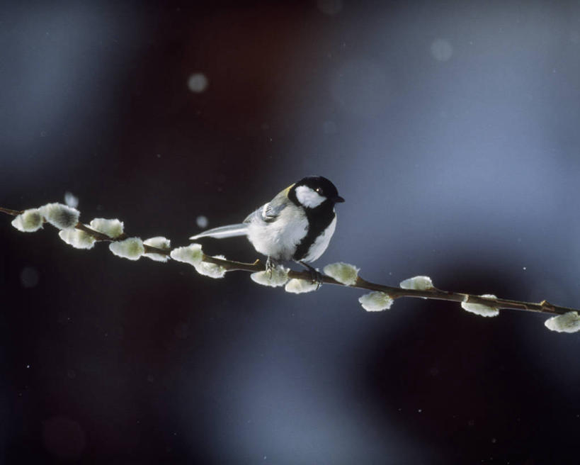 无人,站,横图,室外,特写,白天,侧面,美景,雪,大雪,鸟,阴影,朦胧,模糊,光线,鸟类,山雀,影子,积雪,景观,雪景,冬季,冬天,枝条,注视,树枝,一只,阳光,自然,观察,看,站着,景色,寒冷,观看,察看,关注,自然风光,严寒,虬枝,枝杈,白脸山雀,大山雀,站立,彩图,全身