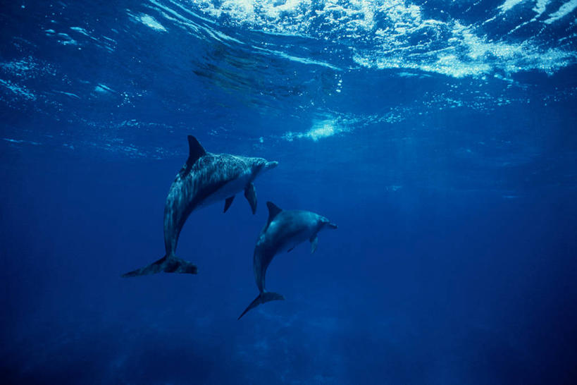 游泳,无人,横图,室外,白天,侧面,海底,水下,海浪,海洋,美景,哺乳动物,海豚,鲸鱼,东京,日本,亚洲,阴影,光线,影子,景观,浪花,水底,注视,海洋生物,阳光,自然,海水,动物,观察,看,两只,景色,海底世界,鲸,观看,察看,关注,自然风光,水生动物,水生物,海景,东亚,海底动物,本州,关东地方,本州岛,日本国,东京都,泅水,鲸类,小笠原群岛,拍浮,小笠原村,小笠原支厅,大海,风浪,海,海床,海水的波动,近岸浪,涌浪,彩图,全身