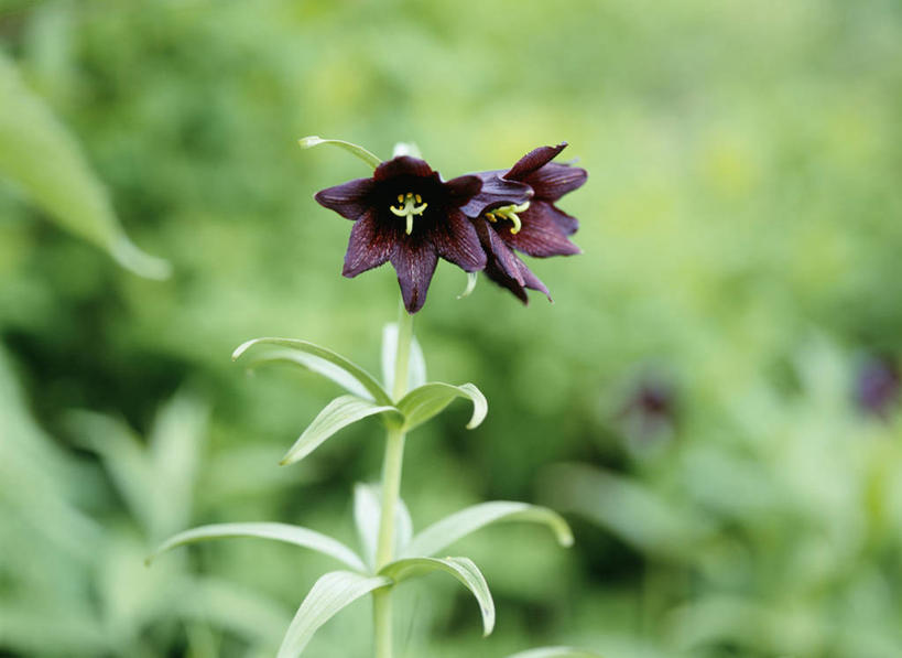 无人,横图,室外,特写,白天,正面,草地,草坪,美景,植物,阴影,朦胧,模糊,盛开,光线,影子,景观,花蕾,草,花,花瓣,花朵,鲜花,两朵,绿色,黑色,阳光,自然,花苞,花蕊,景色,自然风光,强瞿,百合,倒仙,番韭,山丹,彩图