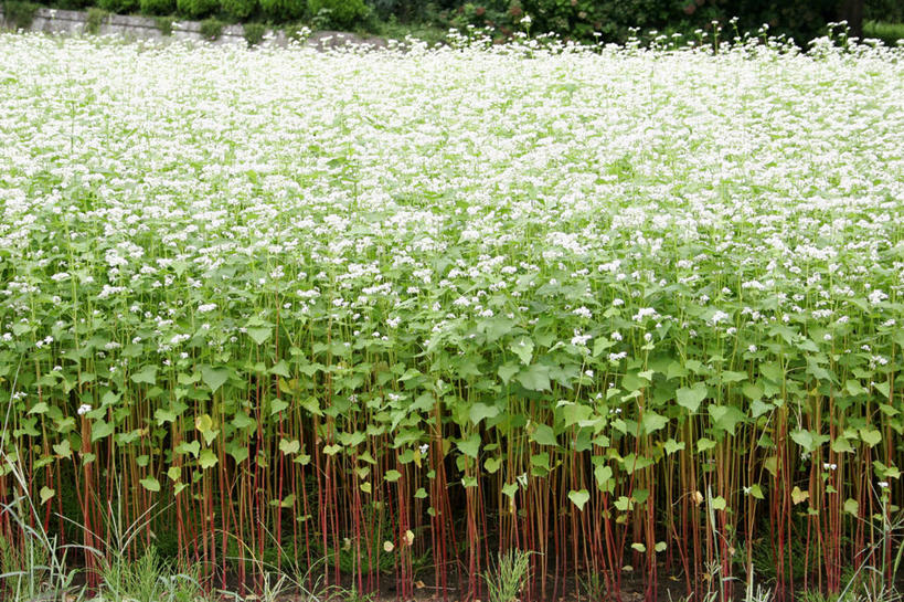 无人,横图,室外,白天,正面,农作物,花海,花圃,美景,植物,叶子,日本,亚洲,阴影,盛开,光线,影子,景观,谷物,荞麦,花蕾,花,花瓣,花朵,花卉,鲜花,绿色,阳光,自然,花丛,花束,花田,花苞,花蕊,景色,荞麦花,自然风光,东亚,本州,关东地方,本州岛,日本国,栃木,栃木县,彩图