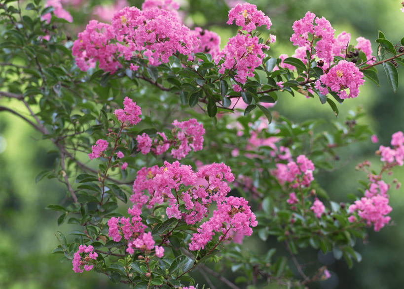 无人,横图,室外,特写,白天,正面,爱情,美景,阴影,朦胧,模糊,盛开,光线,影子,景观,花蕾,花,花瓣,花朵,鲜花,粉色,阳光,自然,花苞,花蕊,景色,沉迷,自然风光,紫薇,痒痒树,好运,五里香,怕痒花,满堂红,百日红,彩图