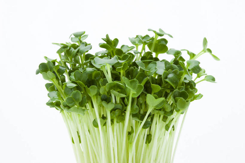 无人,横图,室内,特写,白天,白色背景,正面,蔬菜,许多,新鲜,豆芽,食品,很多,食物,摄影,有机食品,绿色食品,影棚,豆芽菜,芽苗菜,彩图,影棚拍摄,拍摄