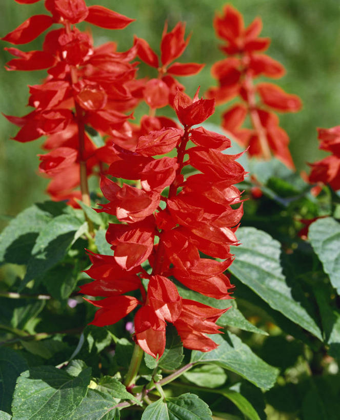 无人,竖图,室外,特写,白天,正面,草地,草坪,花海,花圃,美景,植物,叶子,阴影,朦胧,模糊,盛开,光线,影子,景观,花蕾,草,花,花瓣,花朵,花卉,鲜花,红色,绿色,阳光,自然,花丛,花束,花田,花苞,花蕊,景色,恋爱,一串红,自然风光,爆仗红,炮仗红,彩图,炮仔花,墙下红