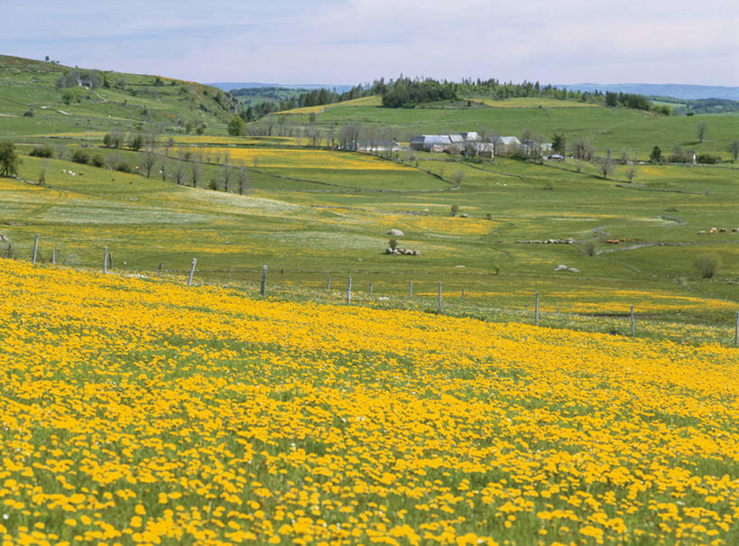 无人,家,农田,横图,室外,白天,正面,旅游,度假,庄稼,农作物,草地,草坪,花海,花圃,美景,树林,植物,叶子,法国,欧洲,阴影,盛开,光线,影子,房屋,屋子,景观,云,云朵,公寓,花蕾,云彩,娱乐,洋房,楼房,住宅,草,花,花瓣,花朵,花卉,鲜花,树,树木,黄色,蓝色,绿色,白云,蓝天,天空,阳光,自然,花丛,花束,花田,天,花苞,花蕊,油菜花,享受,休闲,景色,放松,生长,晴朗,成长,西欧,法兰西,自然风光,法兰西共和国,法兰西第五共和国,中央大区,康塔勒,康塔勒省,晴空,彩图,耕地,庄稼田,房子,油菜花田,芸苔,芸薹