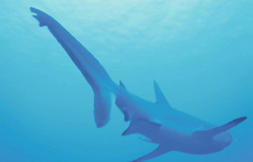 游泳,无人,横图,室外,白天,侧面,海底,水下,海浪,海洋,美景,鲨鱼,一头,鱼,景观,浪花,水底,鱼类,海洋生物,自然,海水,景色,海底世界,自然风光,水生动物,水生物,凶猛,大白鲨,海景,海底动物,泅水,食人鲨,噬人鲨,拍浮,残暴,凶残,大海,风浪,海,海床,海水的波动,近岸浪,涌浪,沙鱼,鲛鲨,半身,彩图,鲛