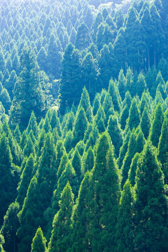 无人,竖图,俯视,航拍,室外,白天,旅游,度假,美景,森林,树林,植物,松树,日本,亚洲,阴影,光线,影子,景观,娱乐,树,树木,绿色,阳光,自然,享受,休闲,景色,放松,茂密,茂盛,生长,成长,鸟瞰,自然风光,杉树,坚定,东亚,本州,本州岛,日本国,近畿地方,近畿,滋贺,滋贺县,长寿,县厅,贞洁,大津市,柳杉,彩图,高角度拍摄,孔雀松,木沙椤树,大津