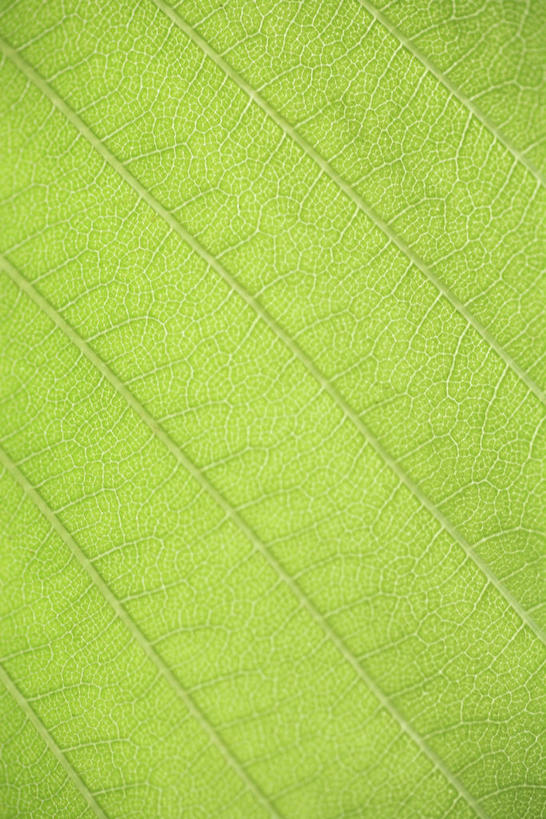 无人,竖图,室外,特写,白天,正面,植物,叶子,一片,纹理,绿叶,绿色,嫩叶,肌理,叶,叶片,叶脉,彩图