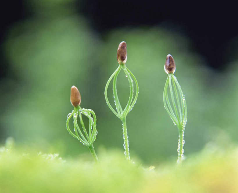 无人,横图,室外,特写,白天,正面,美景,水,露水,生气,朦胧,模糊,透明,液体,景观,水滴,幼苗,水珠,自然,露珠,嫩芽,景色,活力,朝气,生机,希望,剔透,自然风光,灵动,新苗,通明,三株,彩图,晶莹