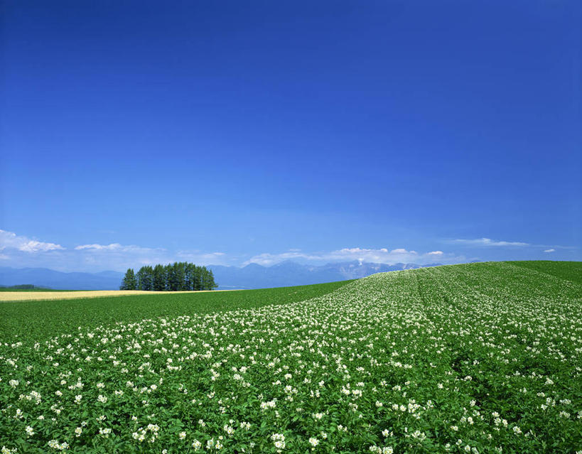 无人,横图,室外,白天,正面,旅游,度假,草地,草坪,花海,花圃,美景,植物,蔬菜,土豆,叶子,北海道,日本,亚洲,阴影,新鲜,盛开,光线,影子,景观,云,云朵,食品,花蕾,云彩,娱乐,草,花,花瓣,花朵,花卉,鲜花,树,树木,食物,蓝色,绿色,白云,蓝天,天空,阳光,自然,花丛,花束,花田,天,花苞,花蕊,享受,休闲,景色,放松,有机食品,绿色食品,生长,晴朗,成长,自然风光,东亚,日本国,北海道地方,北海道岛,美瑛町,馍馍蛋,美瑛,道北,晴空,洋芋,山药蛋,马铃薯,彩图,上川郡,上川支厅,土豆花