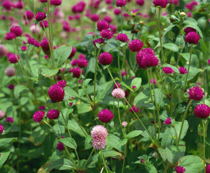 无人,横图,室外,白天,正面,美景,叶子,朦胧,模糊,盛开,景观,梅花,绿叶,花蕾,花,花瓣,花朵,鲜花,粉色,紫色,自然,花苞,花蕊,嫩叶,景色,高雅,坚强,自然风光,春梅,梅,叶,叶片,彩图,红巧梅