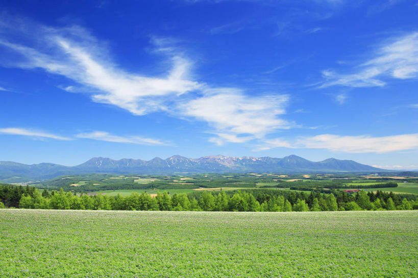 无人,横图,室外,白天,正面,旅游,度假,草地,草坪,花海,花圃,美景,山,山脉,植物,蔬菜,土豆,叶子,北海道,日本,亚洲,阴影,新鲜,盛开,光线,影子,景观,山峰,云,云朵,食品,山峦,花蕾,云彩,娱乐,草,花,花瓣,花朵,花卉,鲜花,树,树木,食物,蓝色,绿色,白云,蓝天,天空,阳光,自然,花丛,花束,花田,群山,天,花苞,花蕊,享受,休闲,景色,放松,有机食品,绿色食品,生长,晴朗,成长,自然风光,东亚,日本国,北海道地方,北海道岛,馍馍蛋,旭川,道北,晴空,洋芋,山药蛋,马铃薯,彩图,上川综合振兴局,振兴局,旭川市,土豆花