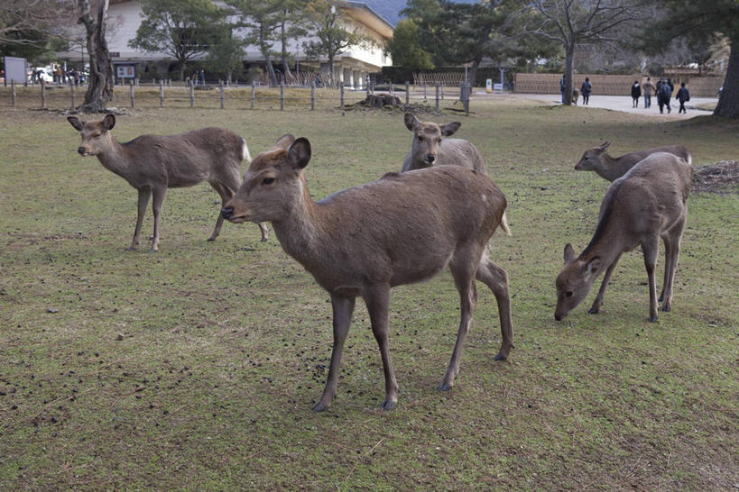 无人,站,横图,室外,白天,正面,旅游,度假,草地,草坪,美景,植物,哺乳动物,鹿,野生动物,奈良县,日本,亚洲,一群,许多,景观,很多,娱乐,草,树,树木,绿色,自然,动物,站着,享受,休闲,景色,放松,可爱,活泼,生长,成长,自然风光,东亚,本州,本州岛,日本国,近畿地方,奈良,近畿,奈良公园,县厅,奈良市,站立,彩图,全身