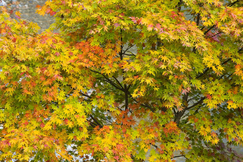 无人,横图,室外,白天,正面,旅游,度假,美景,秋季,森林,树林,植物,叶子,秋田县,日本,亚洲,景观,枫叶,枯叶,落叶,娱乐,树,树木,黄色,红色,绿色,自然,享受,休闲,景色,放松,生长,成长,枫树叶,自然风光,东亚,本州,本州岛,日本国,秋田,东北地方,八幡平,叶,叶片,秋,秋天,彩图,鹿角郡