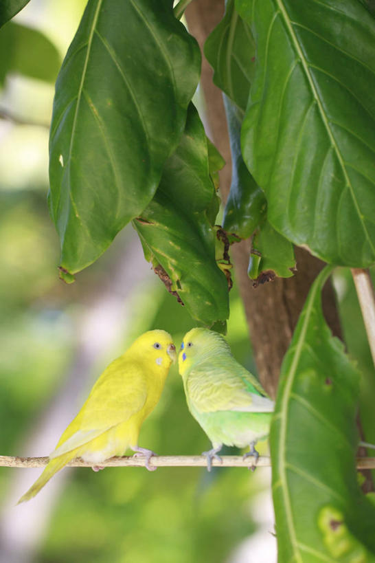 无人,站,竖图,室外,特写,白天,侧面,美景,植物,鸟,鹦鹉,叶子,阴影,朦胧,模糊,光线,鸟类,纹理,影子,景观,绿叶,枝条,注视,相视,树,树木,树枝,黄色,绿色,阳光,自然,动物,观察,看,站着,两只,面对面,嫩叶,景色,可爱,活泼,生长,成长,观看,对视,察看,互视,关注,自然风光,相对,相看,肌理,观赏鸟,虬枝,枝杈,彩凤,虎皮鹦鹉,娇凤,叶,叶片,叶脉,站立,彩图,全身