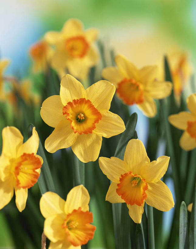 无人,竖图,室外,特写,白天,正面,花海,花圃,美景,植物,水仙花,叶子,朦胧,模糊,盛开,景观,花蕾,花,花瓣,花朵,花卉,鲜花,绿色,自然,花丛,花束,花田,花苞,花蕊,景色,自然风光,金盏银台,玉玲珑,女史花,雅蒜,天蒜,黄水仙,凌波仙子,水仙,天葱,五色水仙,洋水仙,彩图