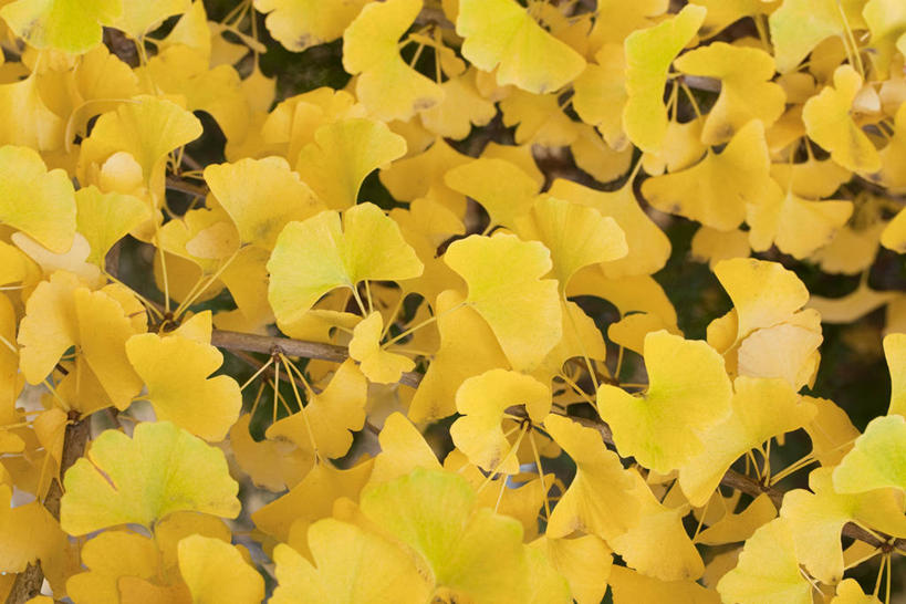 无人,横图,俯视,室外,特写,白天,植物,叶子,一堆,许多,堆叠,堆积,草药,药草,很多,中药,树叶,银杏叶,堆,药材,中草药,中药材,本草,白果叶,叶片,彩图,高角度拍摄