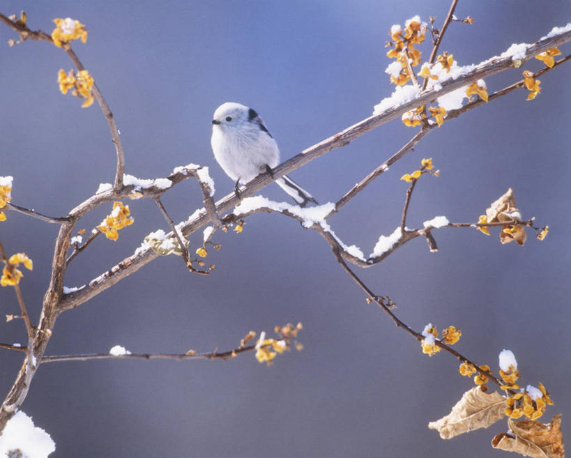 无人,公园,站,横图,室外,白天,仰视,美景,雪,植物,大雪,鸟,叶子,北海道,日本,阴影,朦胧,模糊,光线,长尾山雀,鸟类,山雀,影子,积雪,景观,雪景,冬季,冬天,枯叶,落叶,枝条,注视,停留,树,树木,树枝,一只,蓝色,绿色,蓝天,天空,阳光,自然,天,观察,看,站着,景色,寒冷,生长,晴朗,成长,观看,停止,察看,国家公园,关注,自然风光,东亚,万里无云,日本国,北海道地方,北海道岛,严寒,阿寒国家公园,逗留,停顿,虬枝,枝杈,叶,叶片,晴空,晴空万里,站立,彩图,低角度拍摄,全身,阿寒国立公园,川汤温泉
