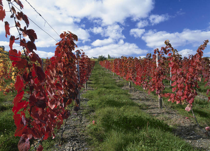 无人,果园,横图,室外,白天,正面,旅游,度假,草地,草坪,美景,田园,植物,叶子,北海道,日本,亚洲,阴影,光线,影子,景观,云,云朵,绿叶,云彩,娱乐,葡萄园,架子,草,蓝色,绿色,白云,蓝天,天空,阳光,自然,庄园,天,享受,休闲,嫩叶,景色,放松,晴朗,支撑,固定,自然风光,葡萄架,东亚,日本国,北海道地方,北海道岛,道北,叶,叶片,晴空,彩图,空知郡,上川综合振兴局,振兴局,中富良野町,上川支厅