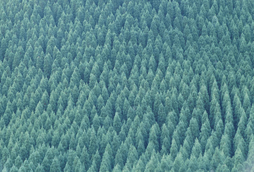 无人,横图,俯视,室外,白天,美景,森林,树林,植物,松树,日本,亚洲,景观,雪松,树,树木,绿色,自然,景色,生长,成长,自然风光,坚定,东亚,日本国,九州本岛,九州,九州岛,九州地方,熊本,熊本县,长寿,贞洁,香柏,彩图,高角度拍摄