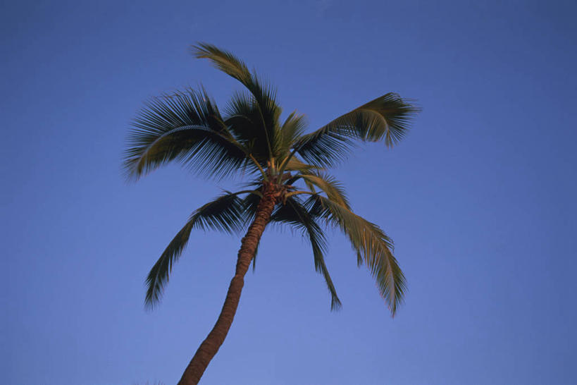 无人,横图,室外,白天,仰视,植物,棕榈树,叶子,阴影,光线,影子,绿叶,树,树木,蓝色,绿色,蓝天,天空,阳光,自然,天,嫩叶,生长,晴朗,成长,棕榈叶,万里无云,叶,叶片,晴空,晴空万里,棕树,棕榈,彩图,低角度拍摄