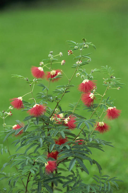 无人,竖图,室外,特写,白天,正面,花海,花圃,美景,植物,叶子,阴影,朦胧,模糊,盛开,光线,影子,景观,花蕾,花,花瓣,花朵,花卉,鲜花,红色,绿色,阳光,自然,花丛,花束,花田,花苞,花蕊,喜庆,景色,奔放,自然风光,豪迈,红合欢,红绒球,美洲合欢,美洲欢,朱缨花,彩图