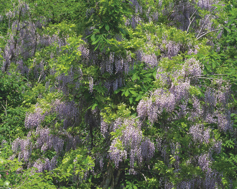 无人,横图,室外,白天,正面,美景,森林,树林,植物,阴影,盛开,光线,影子,景观,紫藤,花蕾,花,花瓣,花朵,鲜花,树,树木,绿色,紫色,阳光,自然,花苞,花蕊,景色,生长,成长,自然风光,朱藤,藤萝,招藤,招豆藤,彩图
