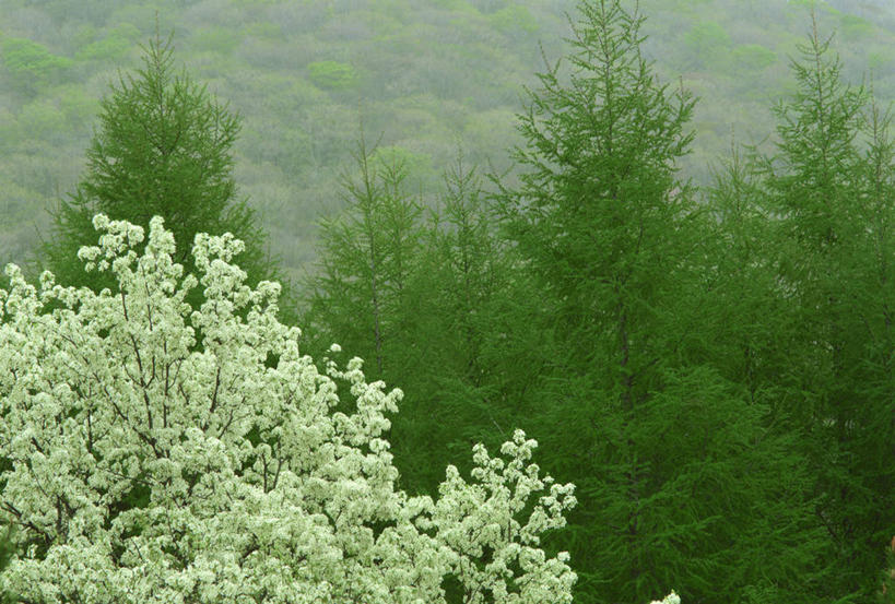 无人,横图,室外,白天,正面,美景,森林,树林,植物,松树,日本,亚洲,景观,树,树木,绿色,自然,景色,生长,成长,自然风光,坚定,东亚,落叶松,日本国,长寿,贞洁,彩图,黄花松