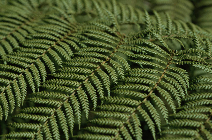 无人,横图,室外,特写,白天,正面,美景,植物,阴影,新鲜,反射,影子,景观,绿色,自然,景色,生长,成长,青春,蕨类,生命,蕨类植物,自然风光,和平,安详,冷色,彩图