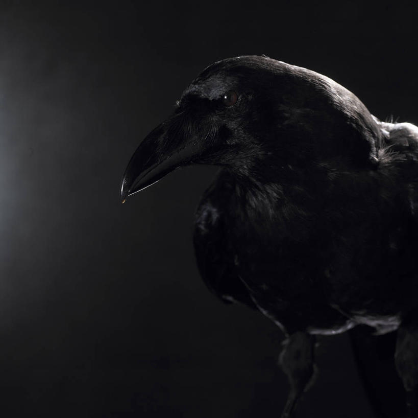 无人,站,横图,室内,特写,白天,正面,鸟,野生动物,阴影,黑色背景,反射,鸟类,影子,注视,一只,动物,观察,看,站着,摄影,影棚,观看,乌鸦,死亡,吉祥,察看,关注,不祥,楚乌,老鸹,厄运,恐惧,站立,半身,彩图,影棚拍摄,拍摄