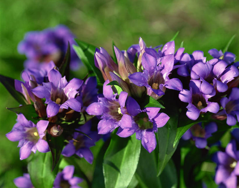 无人,横图,俯视,室外,特写,白天,草地,草坪,花海,花圃,美景,植物,叶子,阴影,朦胧,模糊,盛开,光线,影子,景观,花蕾,草,花,花瓣,花朵,花卉,鲜花,绿色,紫色,阳光,自然,花丛,花束,花田,花苞,花蕊,景色,龙胆,龙胆花,自然风光,彩图,高角度拍摄,地胆头,苦地胆,三花龙胆