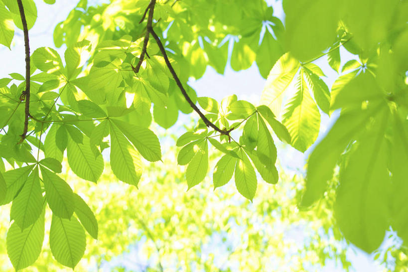 无人,横图,室外,特写,白天,仰视,美景,植物,叶子,阴影,朦胧,模糊,光线,纹理,影子,景观,绿叶,蓝色,绿色,蓝天,天空,阳光,自然,天,嫩叶,景色,晴朗,自然风光,七叶树,万里无云,肌理,娑罗树,叶,叶片,叶脉,晴空,晴空万里,彩图,低角度拍摄