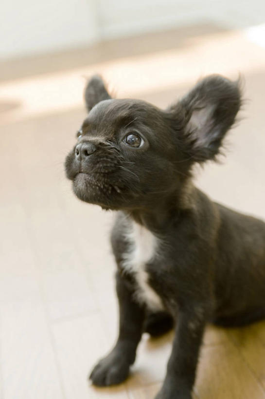 无人,坐,竖图,室内,白天,侧面,宠物,狗,阴影,朦胧,模糊,反射,斗牛犬,影子,注视,北京犬,狮子狗,一只,黑色,动物,看,可爱,关注,牛头犬,忠诚,斗牛狗,老虎狗,北京宫廷犬,京巴,犬,抬头,仰头,坐着,半身,彩图,法国斗牛犬