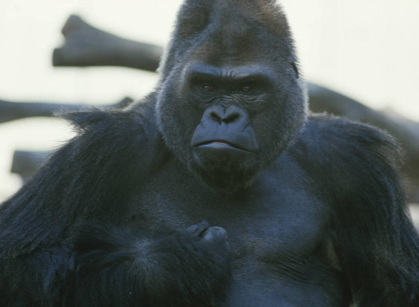 无人,坐,横图,室外,白天,正面,哺乳动物,野生动物,猩猩,一头,阴影,朦胧,模糊,光线,影子,注视,阳光,动物,观察,看,观看,察看,关注,大猩猩,金刚猩猩,坐着,半身,彩图