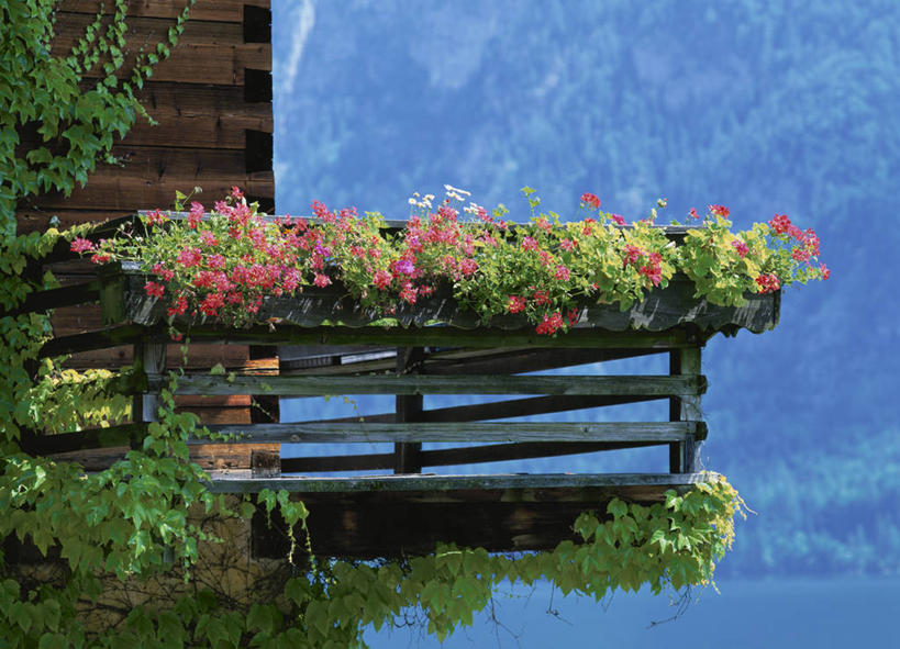 无人,家,木屋,横图,室外,白天,正面,旅游,度假,河流,美景,森林,山,山脉,树林,水,植物,奥地利,欧洲,阴影,盛开,光线,影子,河水,景观,山峰,水流,山峦,花蕾,娱乐,住宅,花,花瓣,花朵,鲜花,树,树木,绿色,倒影,阳光,自然,群山,花苞,花蕊,享受,休闲,景色,放松,生长,成长,倒映,自然风光,中欧,奥地利共和国,反照,上奥地利,上奥地利州,哈尔施塔特,哈尔斯塔特,彩图,茅舍,茅屋,棚屋,小木屋,小屋