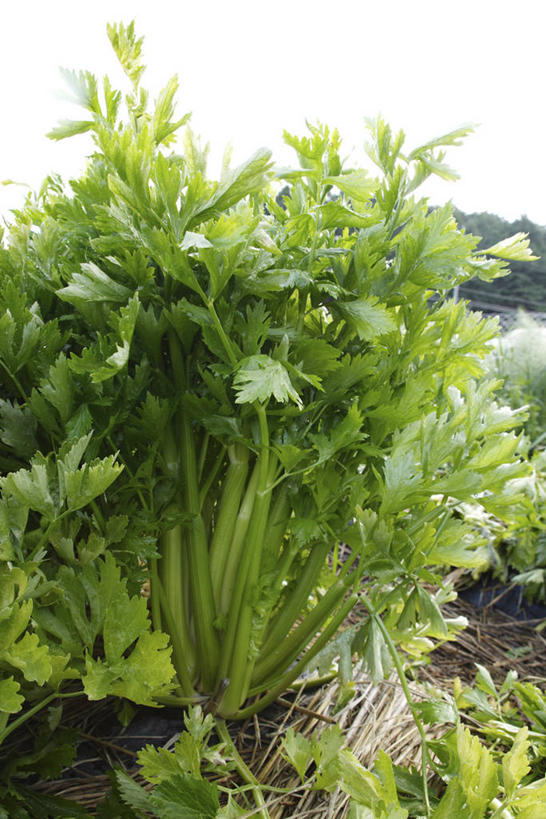 无人,竖图,俯视,室外,特写,白天,芹菜,蔬菜,阴影,新鲜,光线,影子,食品,食物,阳光,有机食品,绿色食品,药芹,水芹,旱芹,彩图,高角度拍摄