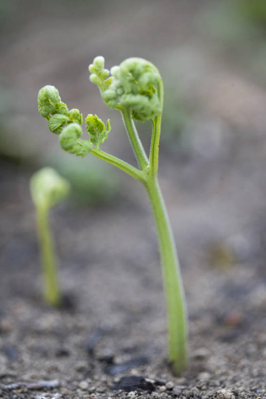 无人,竖图,室外,特写,白天,正面,美景,植物,阴影,朦胧,模糊,光线,影子,景观,绿色,阳光,自然,景色,生长,成长,蕨类,蕨类植物,自然风光,欧洲蕨,彩图
