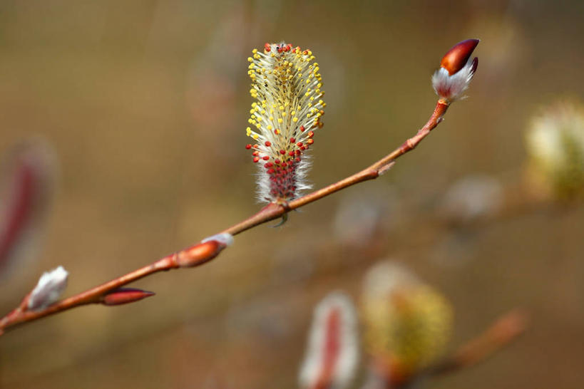 无人,横图,室外,特写,白天,正面,自由,美景,阴影,朦胧,模糊,光线,影子,景观,猫柳,枝条,树枝,阳光,自然,景色,生命,自然风光,银芽柳,棉花柳,银柳,虬枝,枝杈,彩图