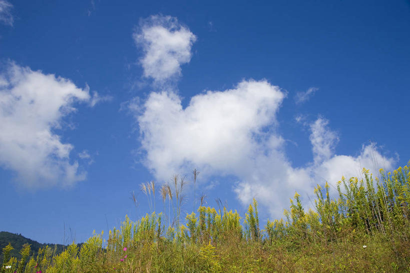 无人,横图,室外,白天,仰视,旅游,度假,草地,草坪,美景,植物,日本,亚洲,阴影,光线,影子,景观,云,云朵,云彩,娱乐,草,蓝色,绿色,白云,蓝天,天空,阳光,自然,天,享受,休闲,景色,放松,晴朗,自然风光,东亚,本州,本州岛,日本国,近畿地方,近畿,滋贺,滋贺县,县厅,大津市,晴空,彩图,低角度拍摄,大津