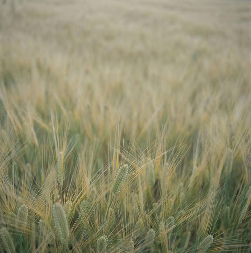 无人,农田,竖图,室外,白天,正面,庄稼,农作物,美景,阴影,光线,影子,景观,麦田,阳光,自然,景色,自然风光,彩图,耕地,庄稼田