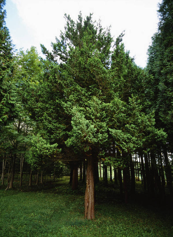 无人,竖图,室外,白天,正面,旅游,度假,草地,草坪,美景,树林,植物,北海道,日本,亚洲,阴影,光线,影子,景观,娱乐,草,树,树木,蓝色,绿色,蓝天,天空,阳光,自然,天,享受,休闲,景色,放松,生长,晴朗,成长,自然风光,东亚,万里无云,日本国,北海道地方,北海道岛,虻田郡,晴空,晴空万里,彩图,胆振综合振兴局,后志综合振兴局,振兴局,二世古町,二世谷町,胆振支厅,道央