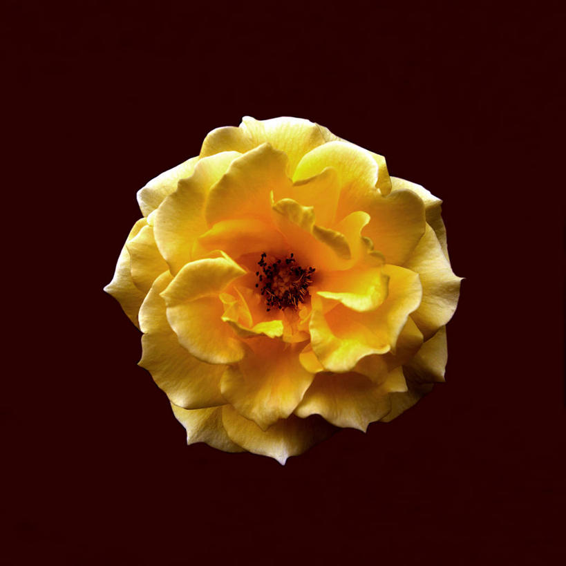 无人,竖图,室内,特写,白天,正面,爱情,幸福,纯洁,热情,玫瑰,盛开,玫瑰花,浪漫,花蕾,黄玫瑰,花,花瓣,花朵,鲜花,一朵,黄色,花苞,花蕊,温暖,温馨,恩爱,摄影,影棚,褐色背景,和睦,感动,尊敬,天真,刺玫花,徘徊花,彩图,影棚拍摄,拍摄,融洽