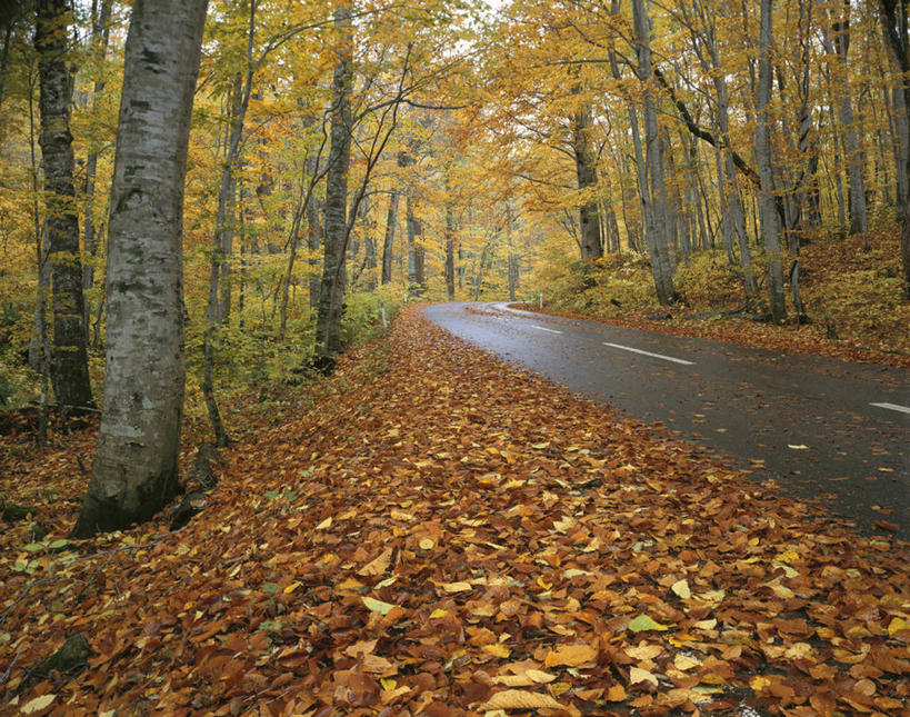无人,横图,室外,白天,正面,旅游,度假,草地,草坪,美景,树林,植物,道路,路,公路,叶子,日本,亚洲,一堆,许多,堆叠,堆积,景观,分界线,枯叶,落叶,停车线,交通,很多,娱乐,草,树,树木,绿色,自然,享受,休闲,景色,放松,生长,成长,堆,车行道,车行道分界线,自然风光,标线,东亚,车行线,本州,本州岛,日本国,青森,青森县,东北地方,叶,叶片,马路,彩图,八甲田山