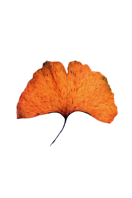 无人,竖图,室内,特写,白天,白色背景,正面,植物,叶子,一片,草药,药草,中药,树叶,橙色,银杏叶,摄影,影棚,药材,中草药,中药材,本草,白果叶,叶片,彩图,影棚拍摄,拍摄