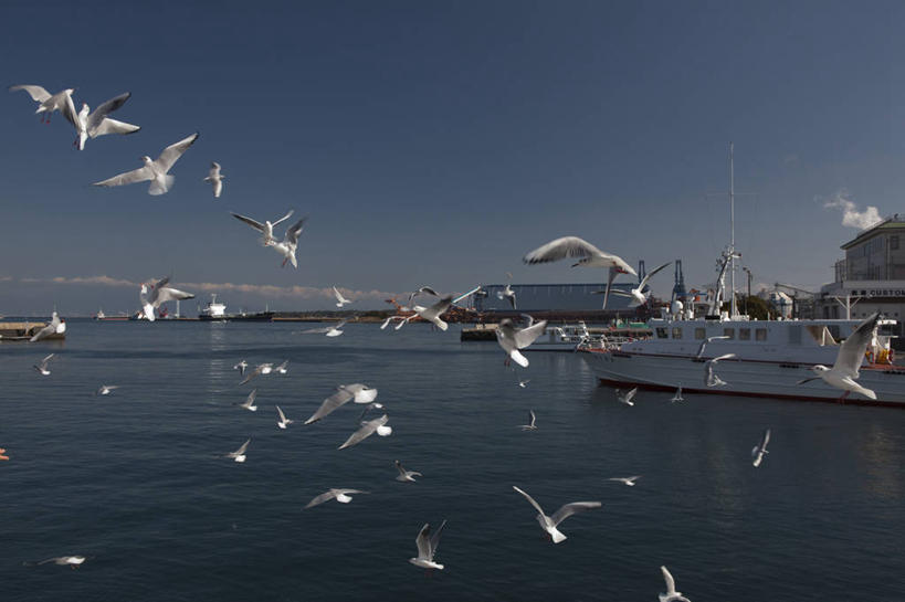 无人,横图,室外,白天,正面,度假,美景,城市风光,城市,轮船,船,海鸟,海鸥,鸟,静冈县,日本,亚洲,飞翔,伸展,停靠,张开,展翅,阴影,飞行,光线,翅膀,鸟类,影子,景观,翱翔,注视,娱乐,飞,蓝色,蓝天,天空,阳光,交通工具,天,观察,看,享受,休闲,景色,放松,晴朗,观看,察看,关注,停泊,载具,东亚,张开翅膀,本州,万里无云,本州岛,日本国,中部地方,静冈,展开翅膀,晴空,晴空万里,半身,彩图,骏河湾