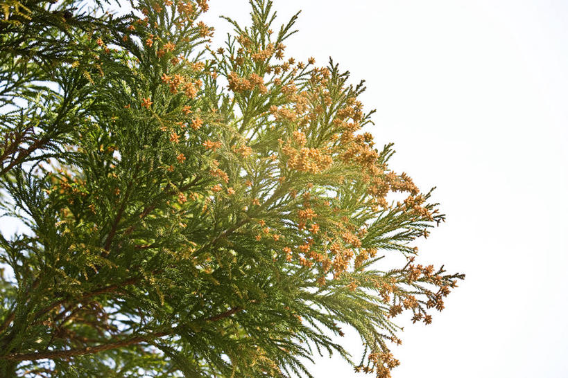 无人,横图,室外,特写,白天,仰视,美景,植物,松树,景观,雪松,树,树木,绿色,天空,自然,天,景色,生长,成长,自然风光,杉树,坚定,长寿,贞洁,柳杉,香柏,彩图,低角度拍摄,孔雀松,木沙椤树